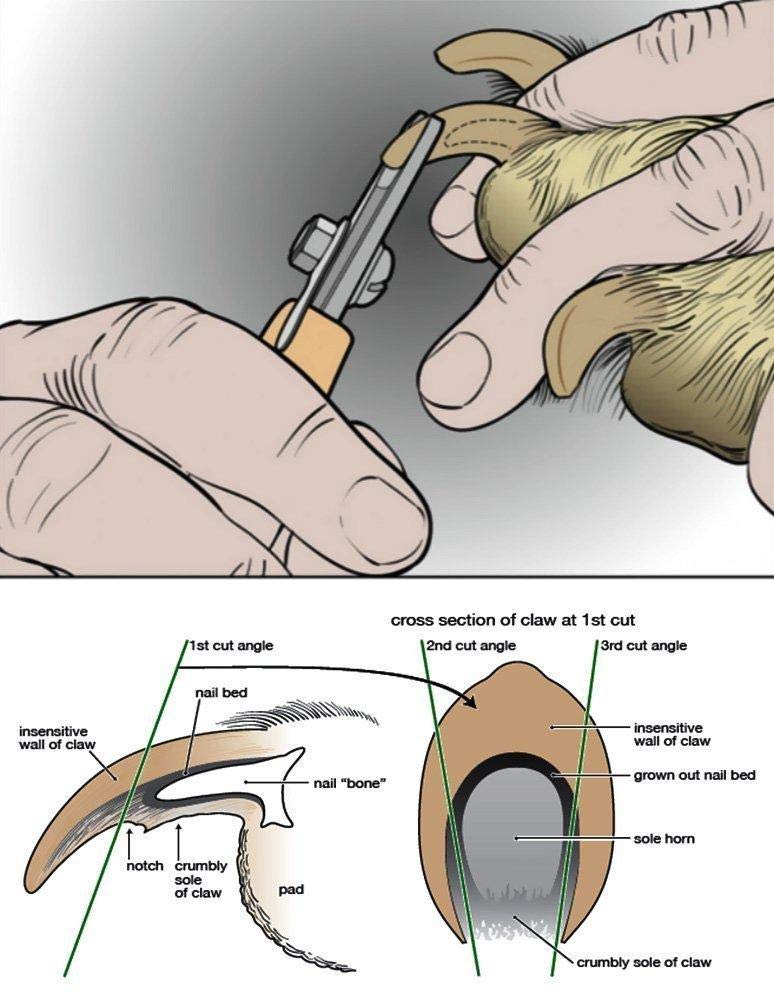 Wilkwish Professional Pet Nail Trimmer, Dog Nail Clippers, Cat Nail Clippers