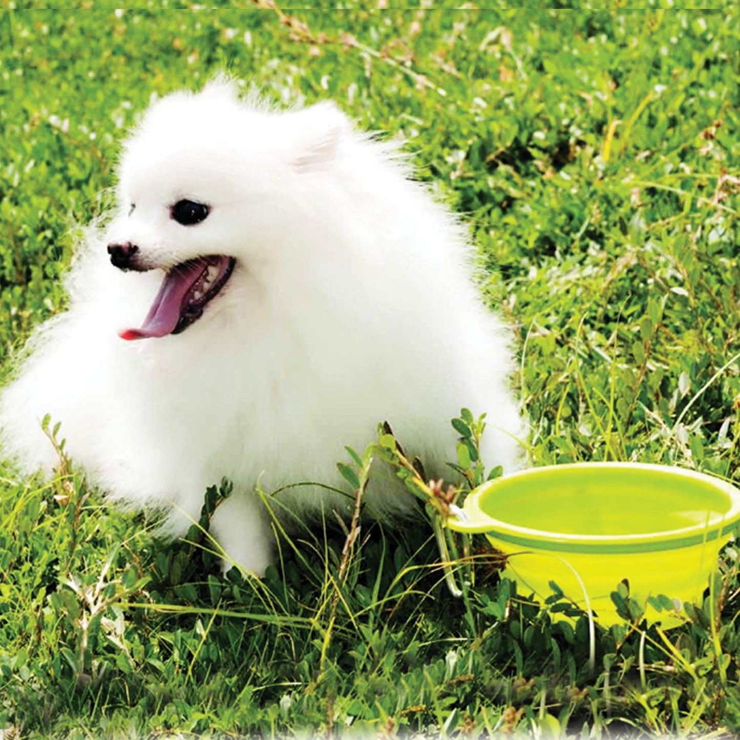 Silicone Collapsible Bowl, Portable Cup for Cat Pet Travel Water Food