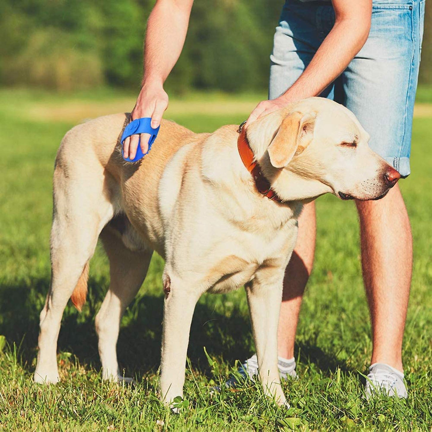 Excefore Dog grooming brush, Pet Bath Comb Brush, Which Helps to Soothe Massage, Rubber Comb, Adjustable Ring Handle, Suitable for Pet Cats and Dogs (Blue and Green)
