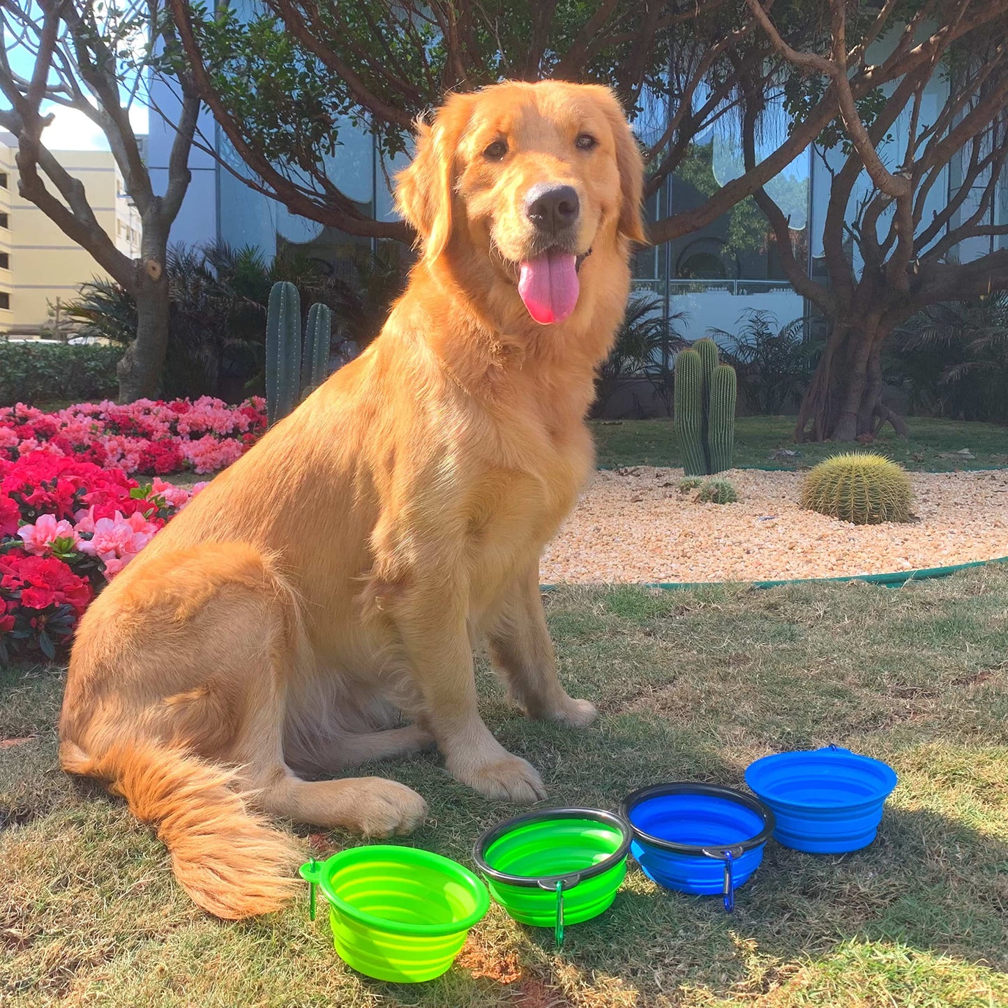 Collapsible Dog Bowl for Cats Dogs, Portable Pet Feeding Watering Dish for Walking Parking Traveling by Genki Cat… (Small, Green)