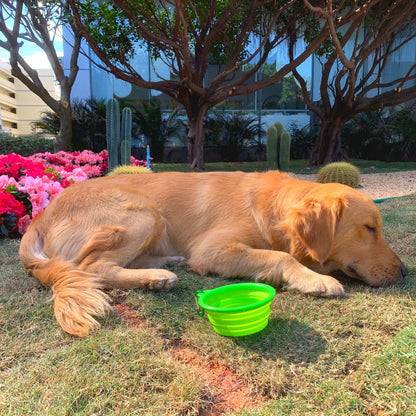 Collapsible Dog Bowl for Cats Dogs, Portable Pet Feeding Watering Dish for Walking Parking Traveling by Genki Cat… (Small, Green)