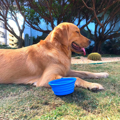 Collapsible Dog Bowl for Cats Dogs, Portable Pet Feeding Watering Dish for Walking Parking Traveling by Genki Cat… (Small, Blue)